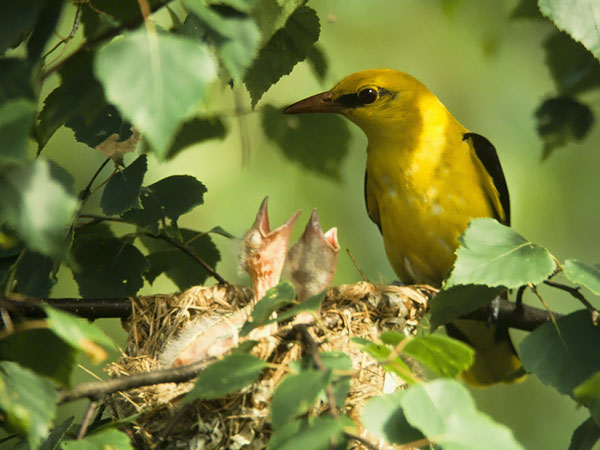 Kuhankeittäjä, Eurasian Golden Oriole, Oriolus oriolus